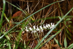 Spiranthes arcisepala