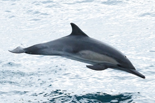 Eastern North Pacific long-beaked common dolphin