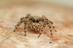Mexigonus arizonensis