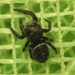 Phidippus olympus