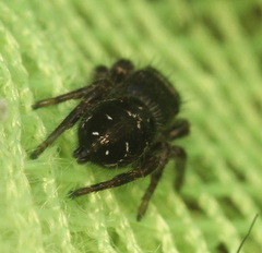 Phidippus olympus