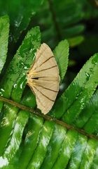 Orudiza protheclaria