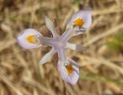 Moraea stricta
