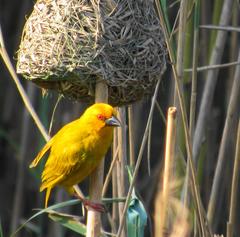 Ploceus subaureus subaureus