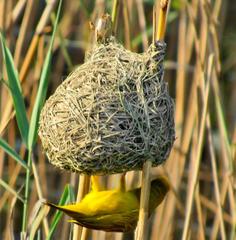 Ploceus subaureus subaureus