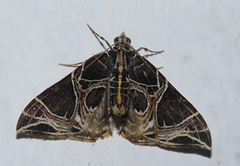 Ecliptopera dissecta