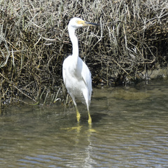 Egretta thula