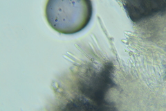 Dasyscyphella nivea image