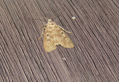 Sommeria marchalii