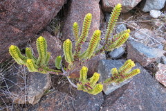 Veronica pauciramosa