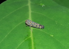 Apogonalia stalii