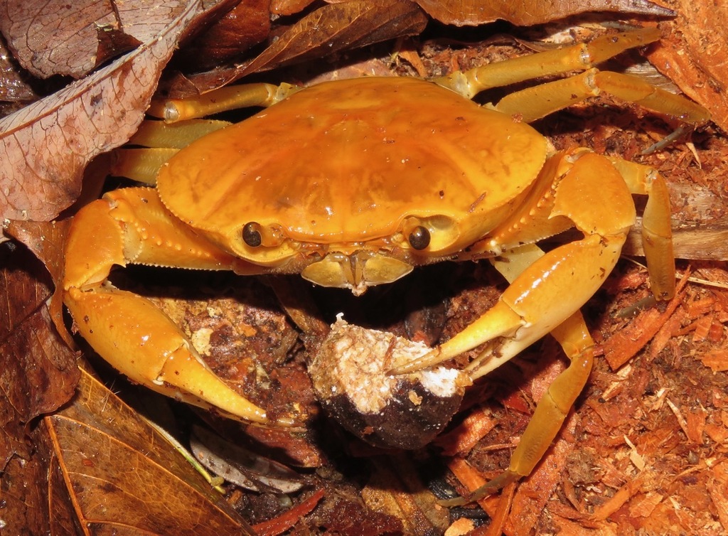 Ptychophallus