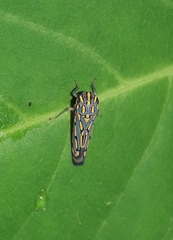 Apogonalia stalii