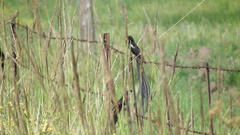 Euplectes progne progne