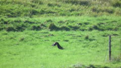 Euplectes progne progne