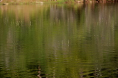 Eriocaulon aquaticum