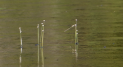 Eriocaulon aquaticum