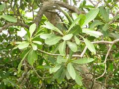 Voacanga thouarsii