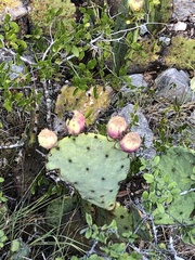Opuntia