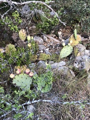 Opuntia