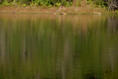 Eriocaulon aquaticum