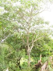 Voacanga thouarsii