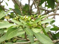 Voacanga thouarsii