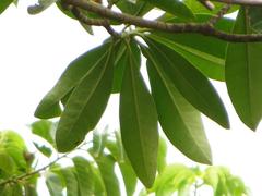 Voacanga thouarsii