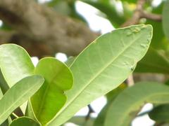 Voacanga thouarsii