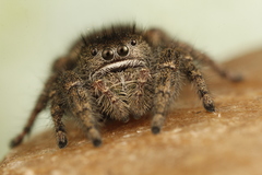 Phidippus olympus