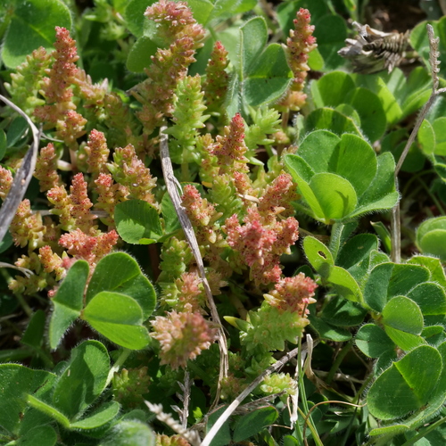 Crassula sieberiana