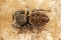 Phidippus olympus