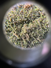 Crossocalyx hellerianus