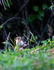 Funambulus palmarum