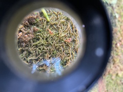 Crossocalyx hellerianus