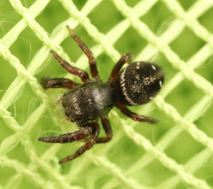 Phidippus olympus