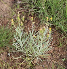 Senecio macrocarpus