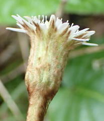 Gerbera cordata