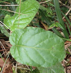 Gerbera cordata
