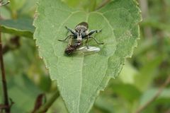 Laxenecera albicincta