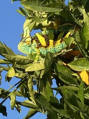 Chamaeleo calyptratus