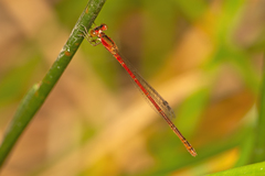 Agriocnemis rubricauda