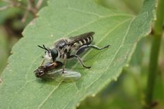 Laxenecera albicincta