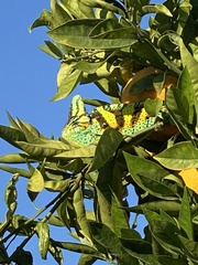 Chamaeleo calyptratus