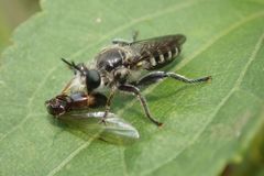 Laxenecera albicincta