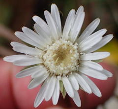 Gerbera cordata