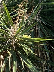 Chamaeleo calyptratus