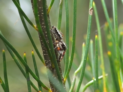 Sandalodes bipenicillatus