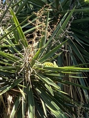 Chamaeleo calyptratus