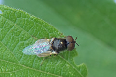 Oplodontha pulchriceps
